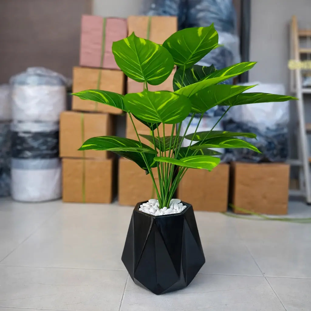 Diamond Planter with Money Plant